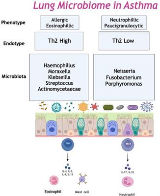 The role of the respiratory microbiome in asthma